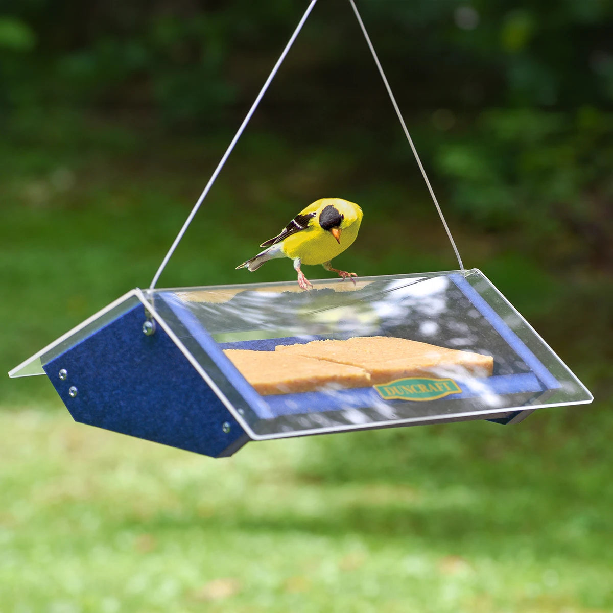 Duncraft Eco-Strong Double Upside Down Suet Feeder with clear plastic roof; a yellow bird is perched on the feeder, designed for woodpeckers and similar clinging birds.