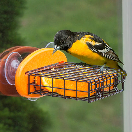 Duncraft Orange Window Suet Feeder with an oriole eating an orange half from a vinyl-coated cage, secured to a window by three suction cups.