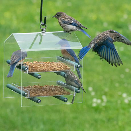 Duncraft Bluebird Landing Twin Tray Feeder with two see-through feeding trays, wooden perches, and an eye hook for hanging. Multiple birds feeding and flying around.