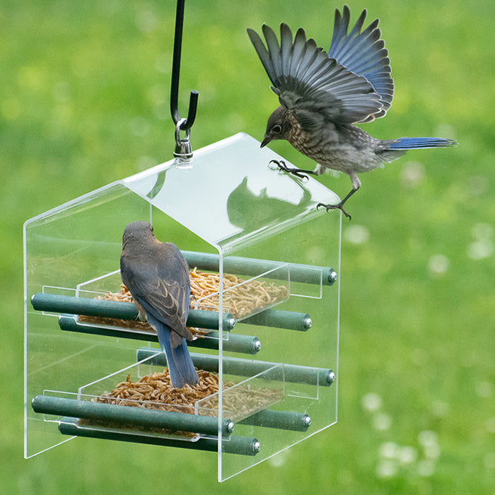 Duncraft Bluebird Landing Twin Tray Feeder with a bird feeding on one of the clear trays, showcasing the product's design and functionality.