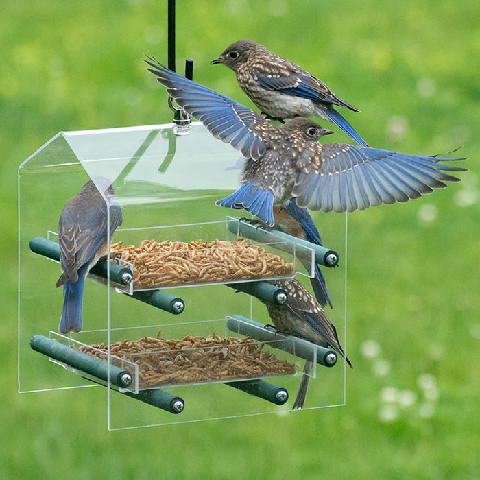 Duncraft Bluebird Landing Twin Tray Feeder with a group of birds feeding, featuring two clear trays and four wooden perches for easy viewing.