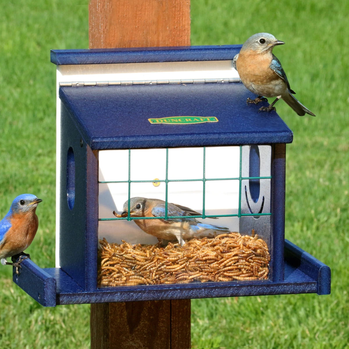 Duncraft Bluebird Diner Haven: A bird feeder with multiple small birds perched, featuring enclosed feeding areas and fly-through openings, ideal for bluebirds and mealworms.