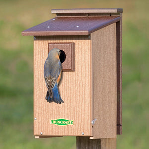 Duncraft Bird-Safe® Premium Observation Bluebird House with a bluebird peeking out from the entry hole, mounted on a flat surface.