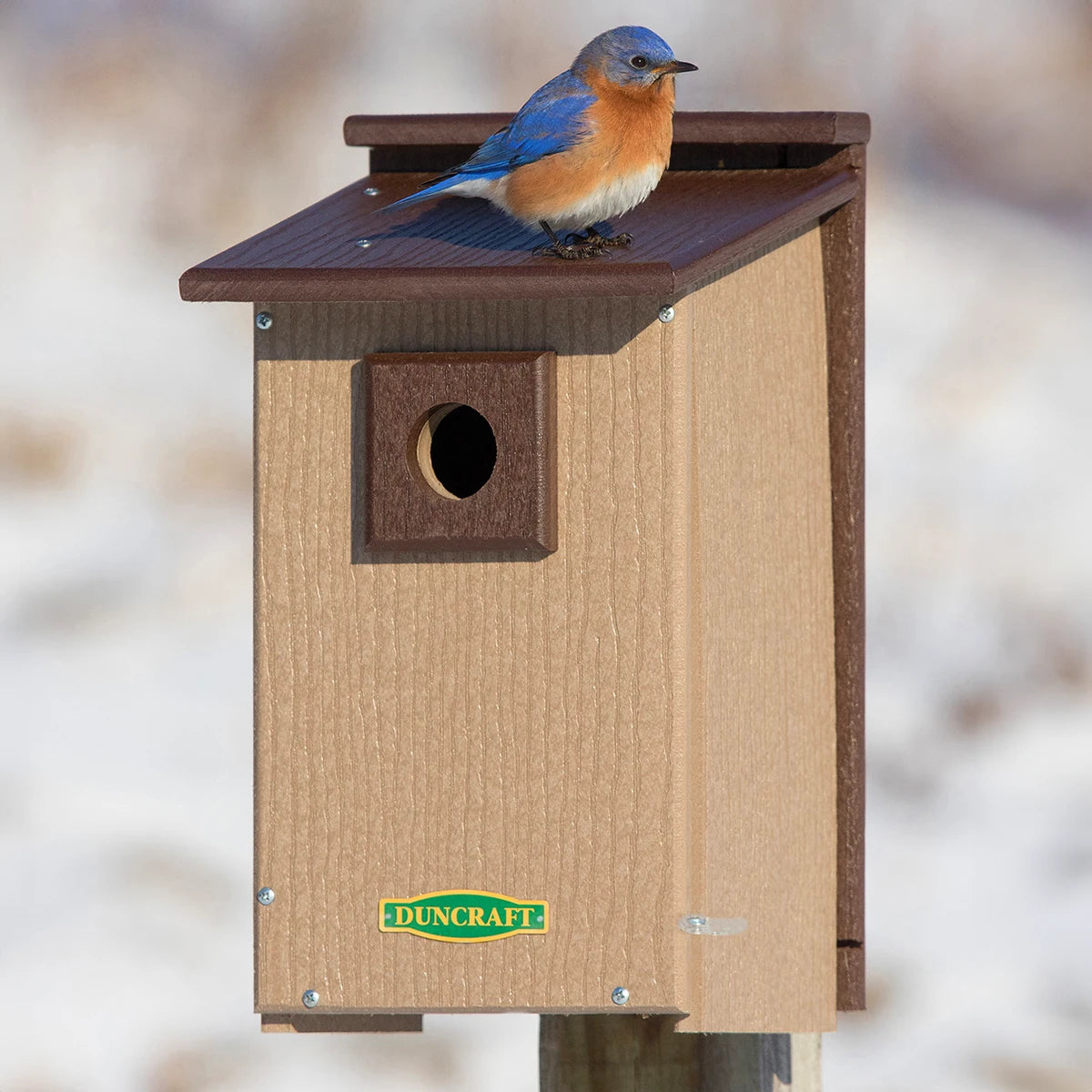 Duncraft Bird-Safe® Premium Observation Bluebird House with a bluebird perched on top, featuring a clearview window and predator guard.