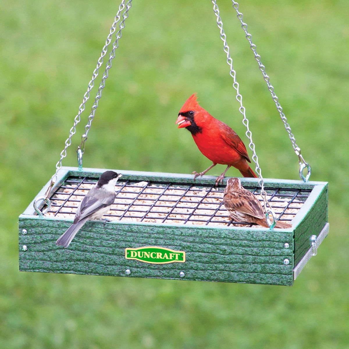 Duncraft EZ Clean Seed Maximizer Platform Feeder with birds feeding on a wire mesh guard system, designed to prevent seed waste and deter squirrels.