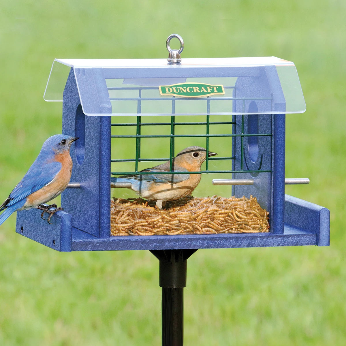 Duncraft Bird-Safe® Bluebird Haven Feeder with Pole, featuring oval openings, clearview plastic panels, and bluebirds feeding inside an enclosed area.