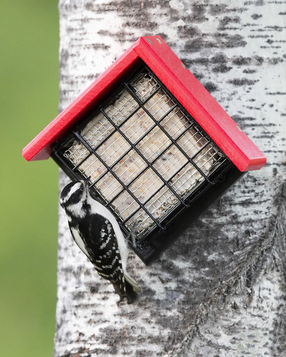 Duncraft Sheltered Suet Shield Blocker Tree Mount with a woodpecker feeding on it, featuring stainless steel mesh to prevent suet gorging.