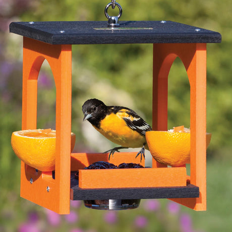 Oriole Fruit & Jelly Gazebo Feeder with bird perched, featuring a covered design, skewers for orange halves, and a removable jelly dish for easy feeding.