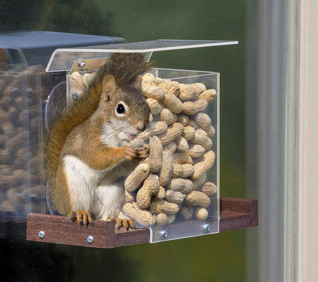 Pandora's Box Window Squirrel Feeder: A clear plastic box with a metal hinge and side perches, designed for squirrels to access seeds or peanuts.