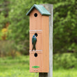 Duncraft Swallow & Sparrow Colony Nesting Box with three compartments, bird perched on top, green roof, and visible entry holes.