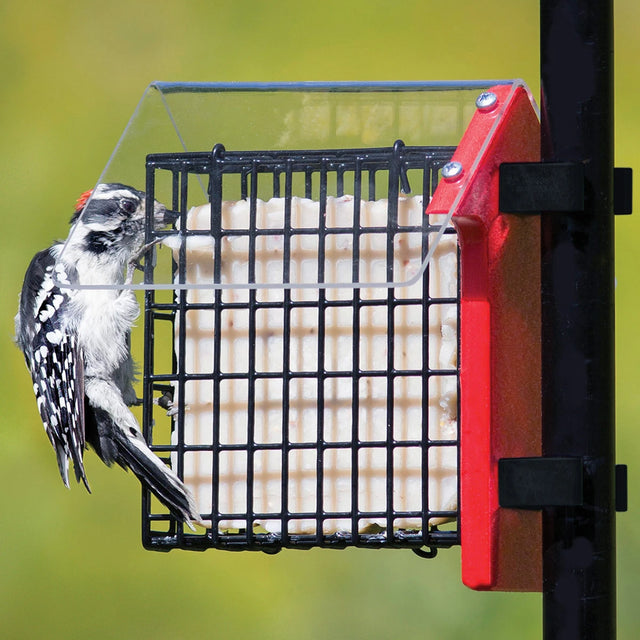 Duncraft Weather Sheltered Pole Mount Suet Feeder displayed with a woodpecker inside a clearview roof, showcasing secure clips for easy mounting on any 1-inch pole.