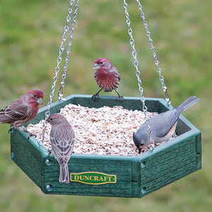 Duncraft Hexagon Hanging Bird Feeder with metal mesh drainage and S-hook chain, attracting multiple birds eating from the platform feeder.