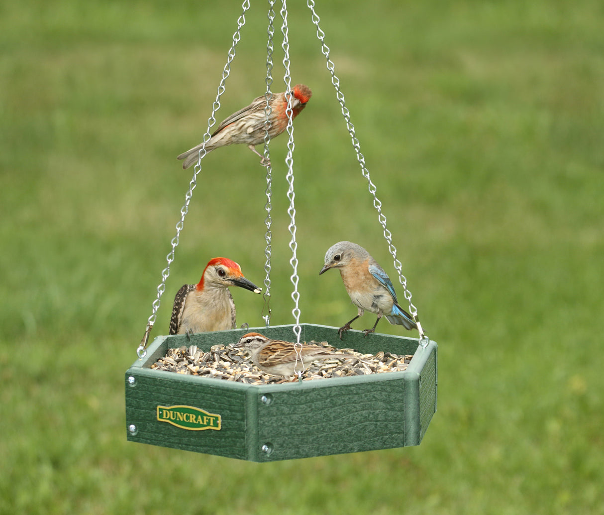 Duncraft Hexagon Hanging Bird Feeder with birds perched, eating seeds from the durable green platform with metal mesh drainage and S-hook hanging chain.