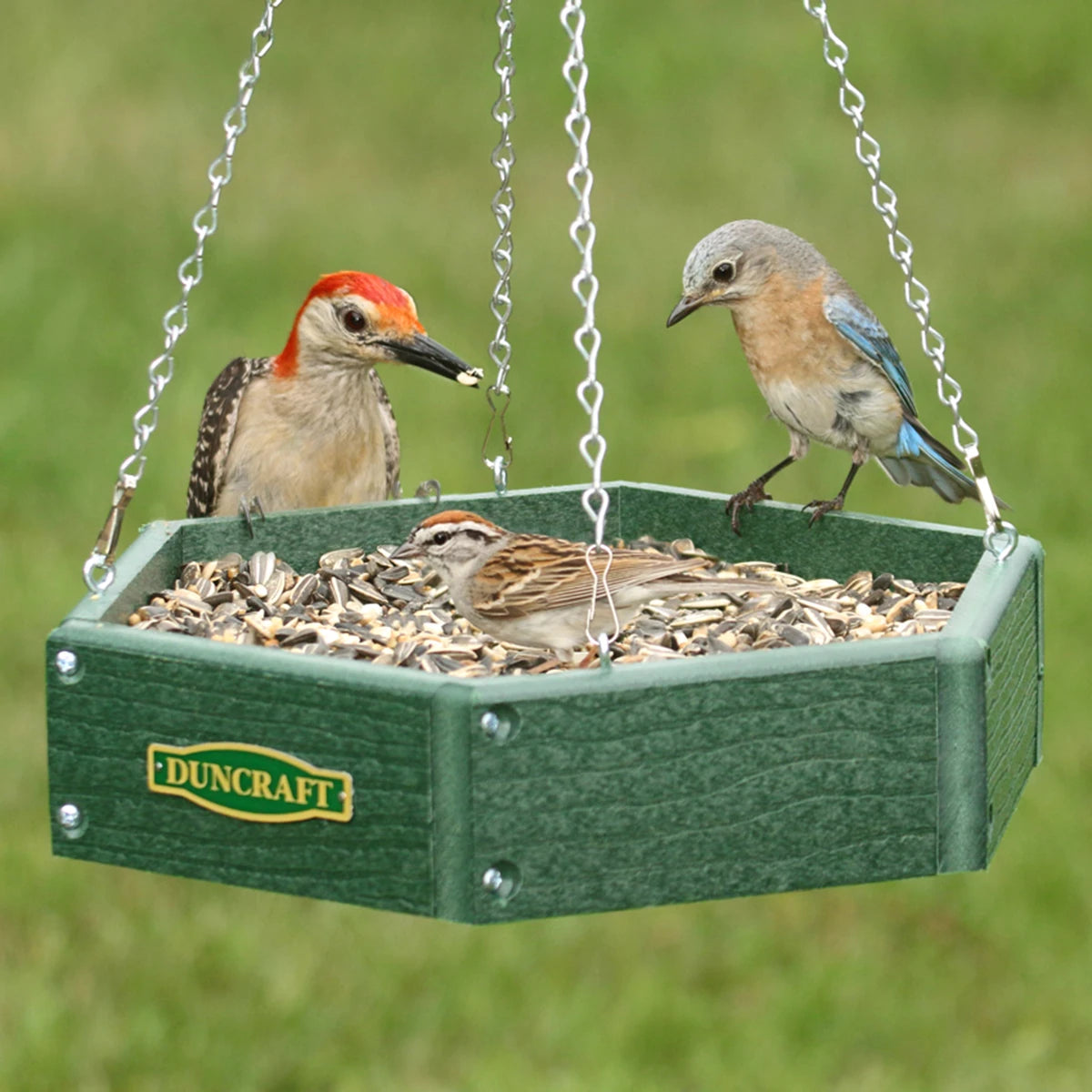 Duncraft Hexagon Hanging Bird Feeder with metal mesh drainage, green recycled plastic, and S-hook chain, featuring multiple birds feeding and perching on the platform.