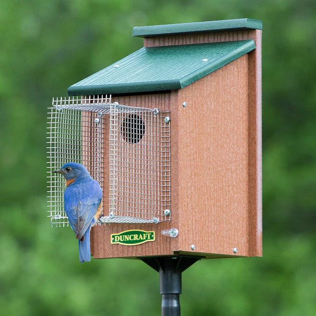 Duncraft Bluebird House with Pole & Noel Guard features a bluebird perched on a birdhouse, showcasing its predator-protective design and easy installation.