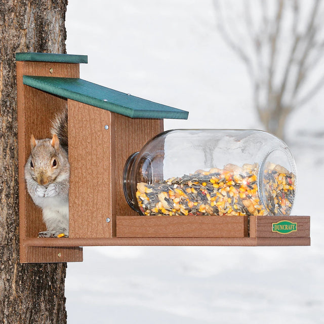 Duncraft Eco Squirrel Jar Feeder: A squirrel eats from a durable, see-through glass jar feeder with easy-access openings, mounted on a flat surface.