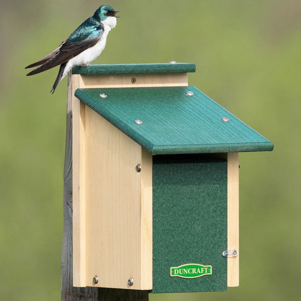 Duncraft Bird-Safe® Swallow Nest Box with green roof, a bird perched on its slotted entrance, designed to attract Tree Swallows and deter House Sparrows.