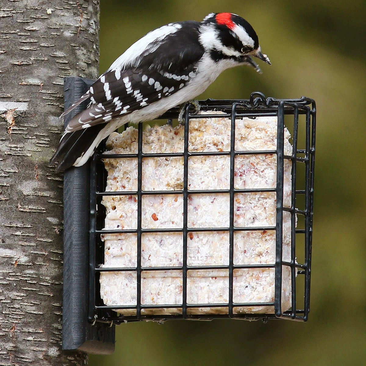 Duncraft Tree Mount Suet Feeder & Nest Builder features a woodpecker on a feeder. All-metal cage with mounting plate, ideal for suet or nesting material.