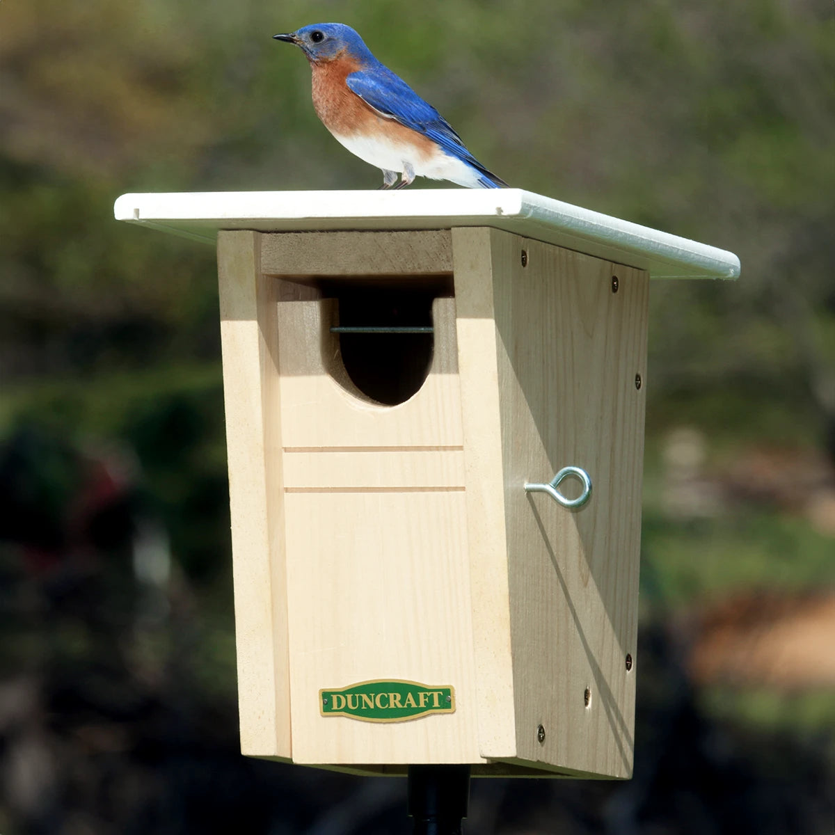 Duncraft Bluebird Trail House & Pole featuring a bluebird perched on the birdhouse, designed to attract bluebirds and deter House Sparrows.