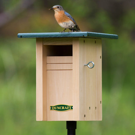 Gilwood Bluebird Slotbox Bird House & Pole featuring a bird perched on the birdhouse designed to attract bluebirds and deter House Sparrows.