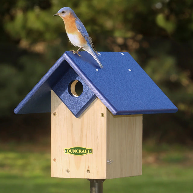 Duncraft Chalet Bluebird House & Pole: Bluebird perched on blue birdhouse with predator guard, overhanging roof, and ventilation, mounted on a 72-inch pole.