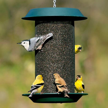 Plastic Magnum Nyjer® Feeder with birds feeding on the mesh openings and seed tray, demonstrating its ample feeding space and protective overhanging roof.