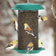 Plastic Magnum Nyjer® Feeder with multiple finches perched and feeding on the mesh openings and seed tray, featuring an overhanging roof for weather protection.
