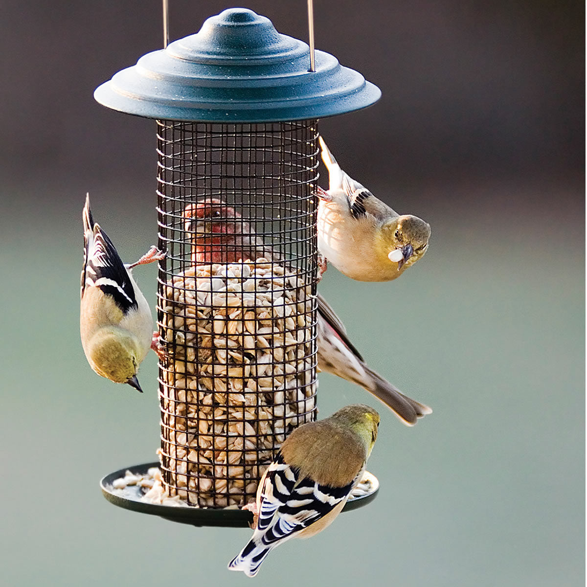 Mini Magnum Sunflower Feeder