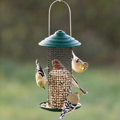 Mini Magnum Sunflower Feeder with birds perched, feeding on black oil sunflower seeds. Steel mesh design and seed tray visible.