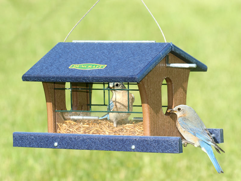 Duncraft BirdSafe® Extreme Bluebird Feeder