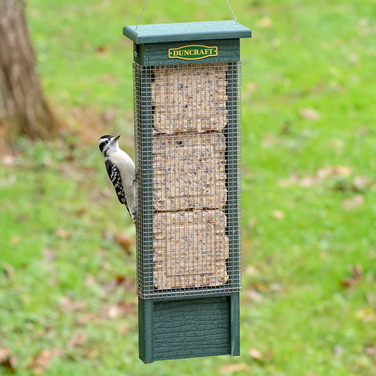 Duncraft Triple Suet Shield Wrap Feeder with a woodpecker perched on the suet feeder, featuring restrictive wire mesh and a tail prop area for balance.