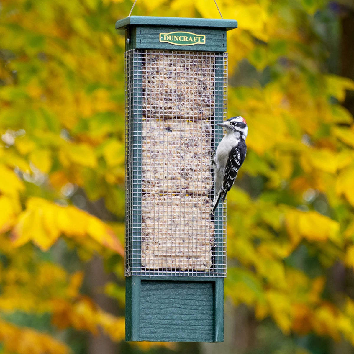 Duncraft Triple Suet Shield Wrap Feeder featuring a bird feeding on the suet, with restrictive wire mesh and durable green recycled plastic.