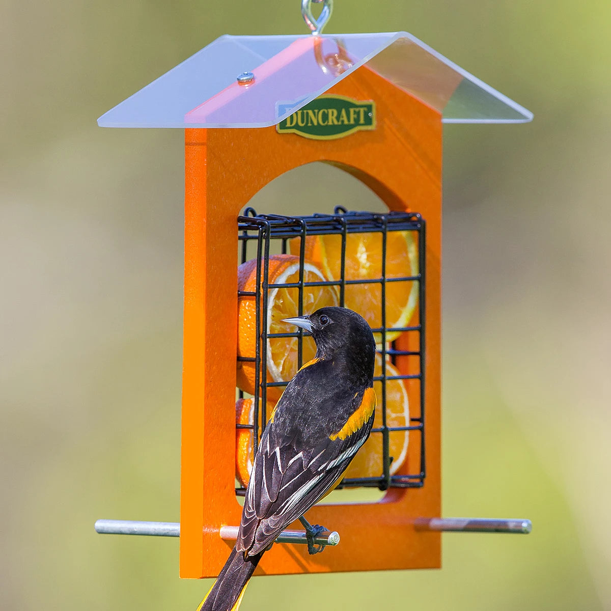 Duncraft Double-Sided Orange Feeder with bird perched, featuring wire caging for orange slices, and a clear roof for weather protection.