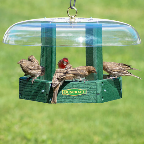 Duncraft Hexagon Gazebo with Clear Roof, featuring a green tray and dome top, hosts finches. Designed for small birds with easy fly-through openings.