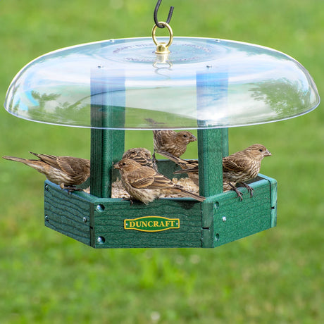 Duncraft Hexagon Gazebo with Clear Roof features a platform feeder and dome baffle. Six finches feed, showcasing its ability to attract multiple birds.