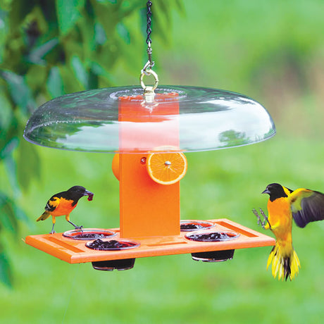 Duncraft Deluxe Oriole Jelly Feeder with a bird perched, featuring orange slices and jelly dishes under a protective weather dome.