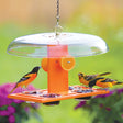 Duncraft Deluxe Oriole Jelly Feeder with multiple birds feeding, featuring perches on all sides and a weather dome for protection.