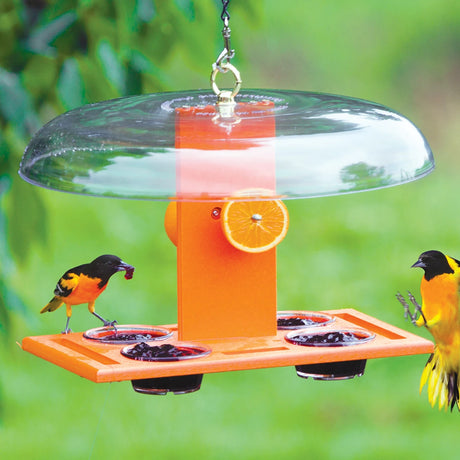 Duncraft Deluxe Oriole Jelly Feeder with rain dome, featuring two orioles feeding on jelly cups and orange halves, designed for easy maintenance and weather protection.