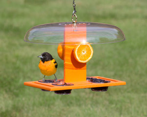 Duncraft Deluxe Oriole Jelly Feeder featuring a bird standing on the feeder with orange slices and jelly dishes, covered by a weather dome for protection.