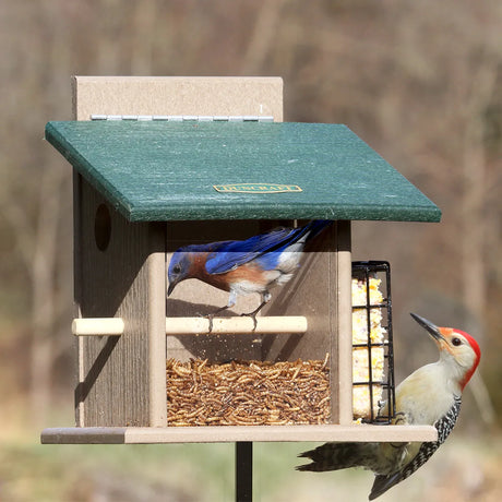 Duncraft Bluebird Step-N-Set Feeder & Pole with mealworms and suet, featuring Eastern Bluebird and Red-bellied Woodpecker feeding.