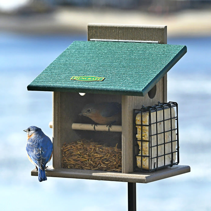 Duncraft Bluebird Step-N-Set Feeder & Pole with a bluebird perched on the feeder, showcasing its suet cage and clearview front panel for snack visibility.