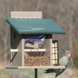 Duncraft Bluebird Step-N-Set Feeder & Pole showing a bluebird and red bird perched, featuring suet cage, clearview panel, and sectional post with foot stake.