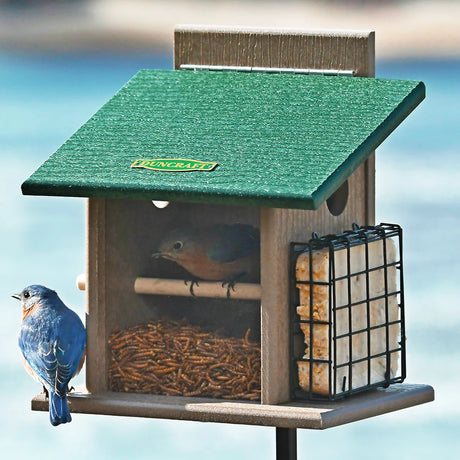 Duncraft Bluebird Step-N-Set Feeder & Pole with mealworm tray, suet cage, and perched bluebirds, showcasing its multi-bird attraction features.