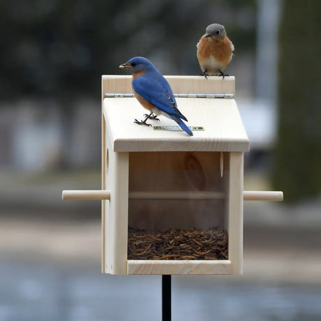 Duncraft Bluebird Move-A-Round Feeder & Pole with mealworm stock, featuring two perched Eastern Bluebirds, clear-sided enclosure, and built-in perch on a wooden post.