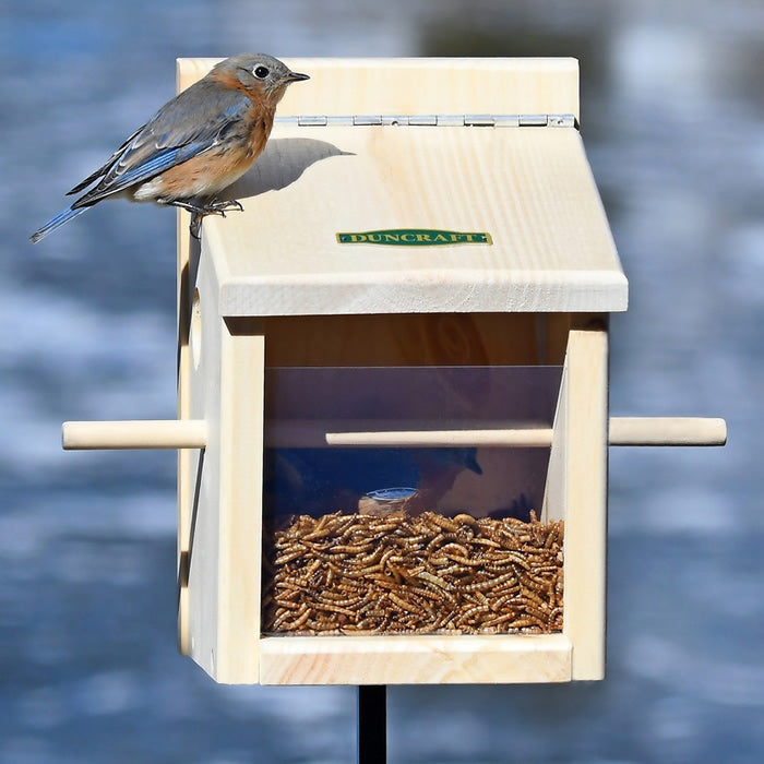 Duncraft Bluebird Move-A-Round Feeder & Pole with bird perched on feeder, featuring built-in perch and clearview plastic front panel for easy snack monitoring.