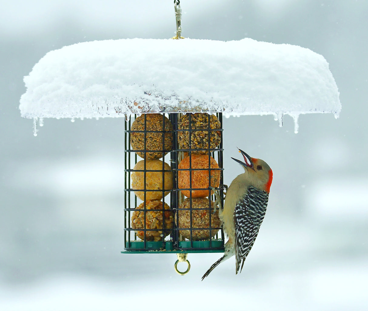 Duncraft Deluxe Seed & Suet Ball Feeder with three caged tubes, woodpecker tail props, and a clearview weather dome, covered in snow with a bird feeding.