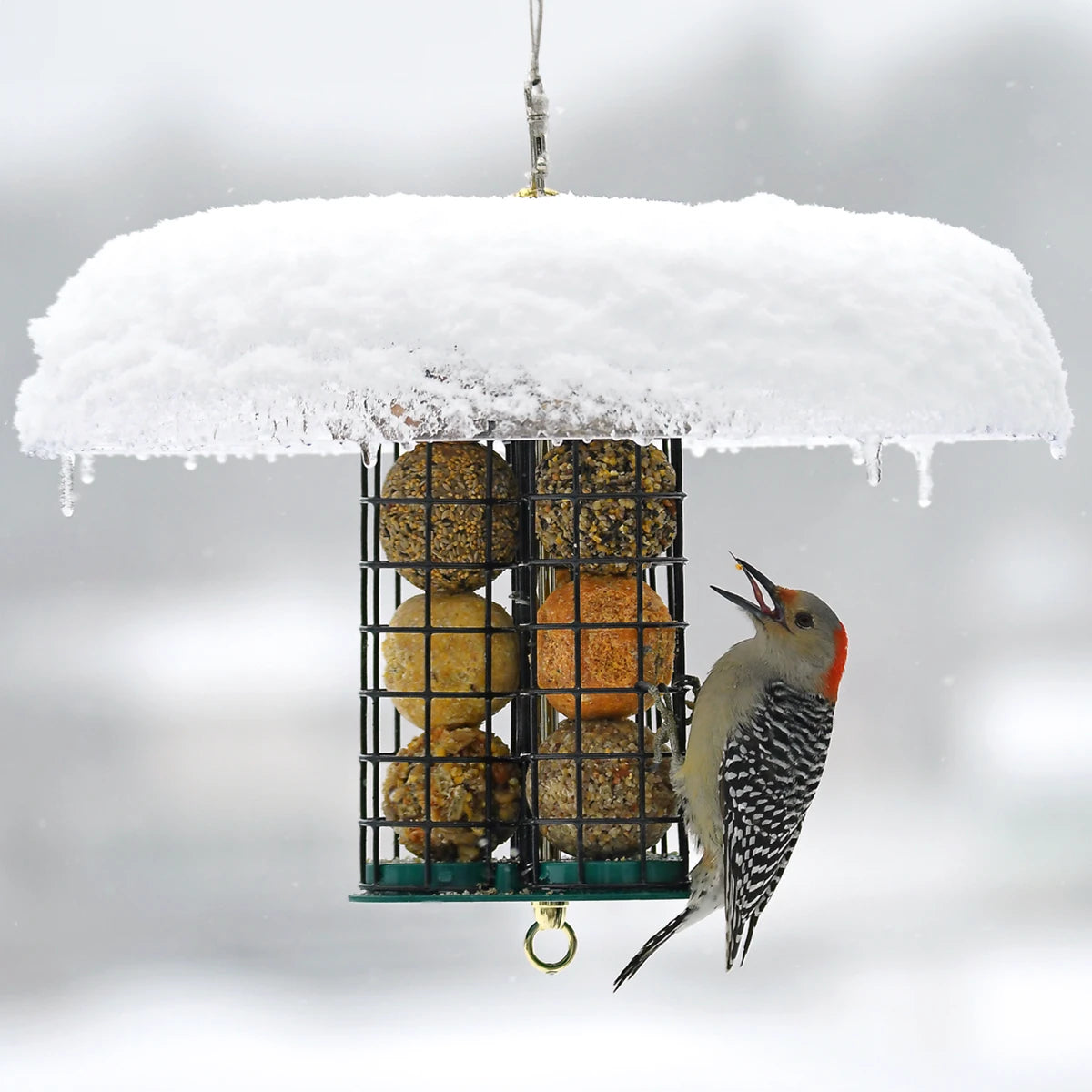 Duncraft Deluxe Seed & Suet Ball Feeder with metal caged tubes, red-capped woodpecker feeding, snow-covered top, and icicles, offering shelter and easy access.