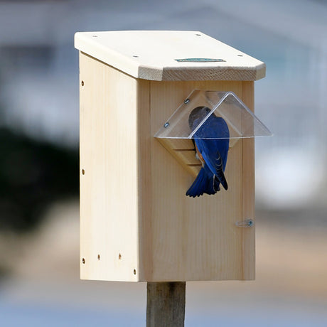 Duncraft Bluebird Winter Roost with Weather Guard, featuring a bluebird perched inside a wooden birdhouse designed for winter shelter and predator protection.