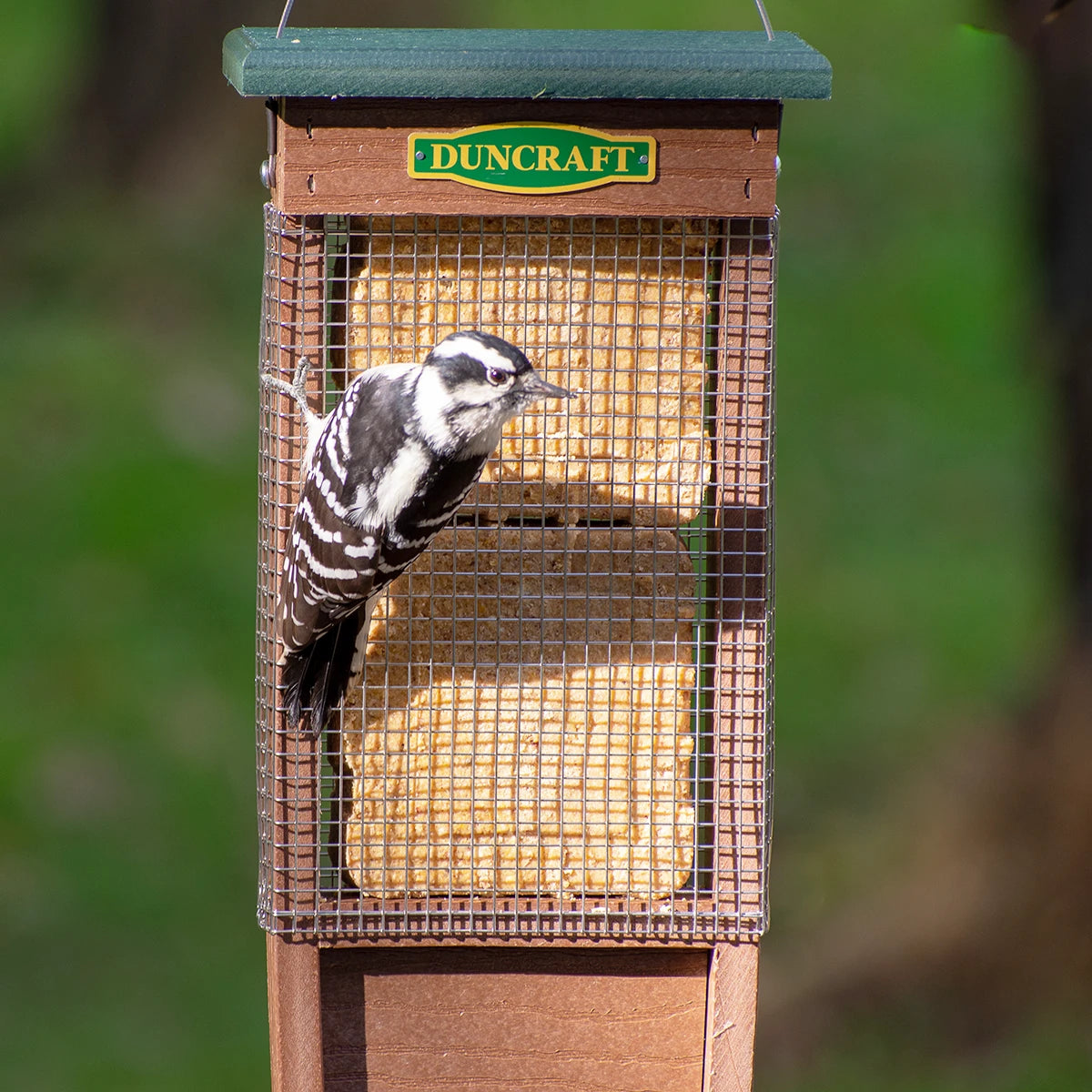 Pileated Woodpecker Suet Shield Wrap Feeder with stainless steel mesh, preventing large birds and squirrels from stealing suet. Includes hanging loop and extended tail prop area.