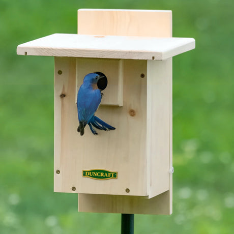 Duncraft Well Vented Bluebird Nestbox Bird House with a bluebird perched inside, featuring ample ventilation and a predator guard for safe, cool nesting.